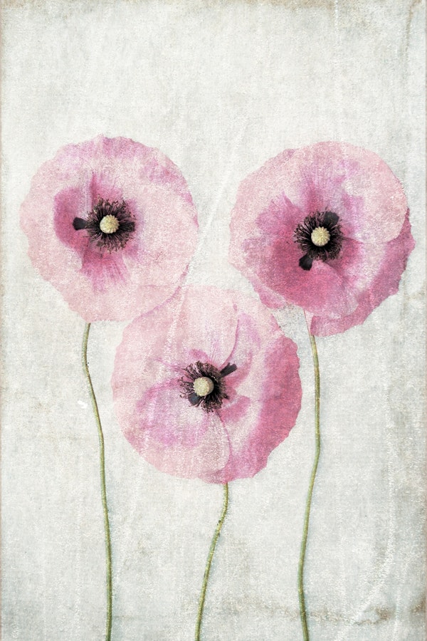 Three Poppies