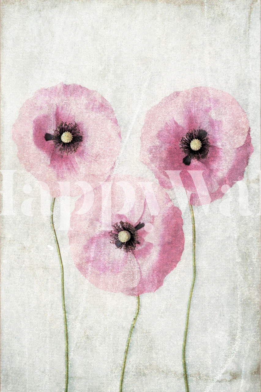 Three pink poppies on light background wallpaper