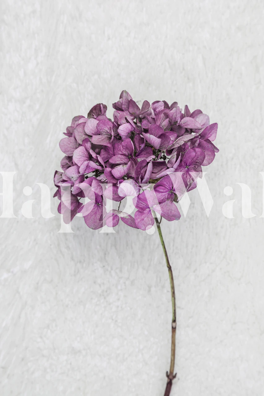 Pink hydrangea flower on a textured white background wallpaper
