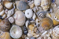 Sea Shell Collection tapete