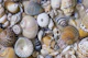 Sea Shell Collection