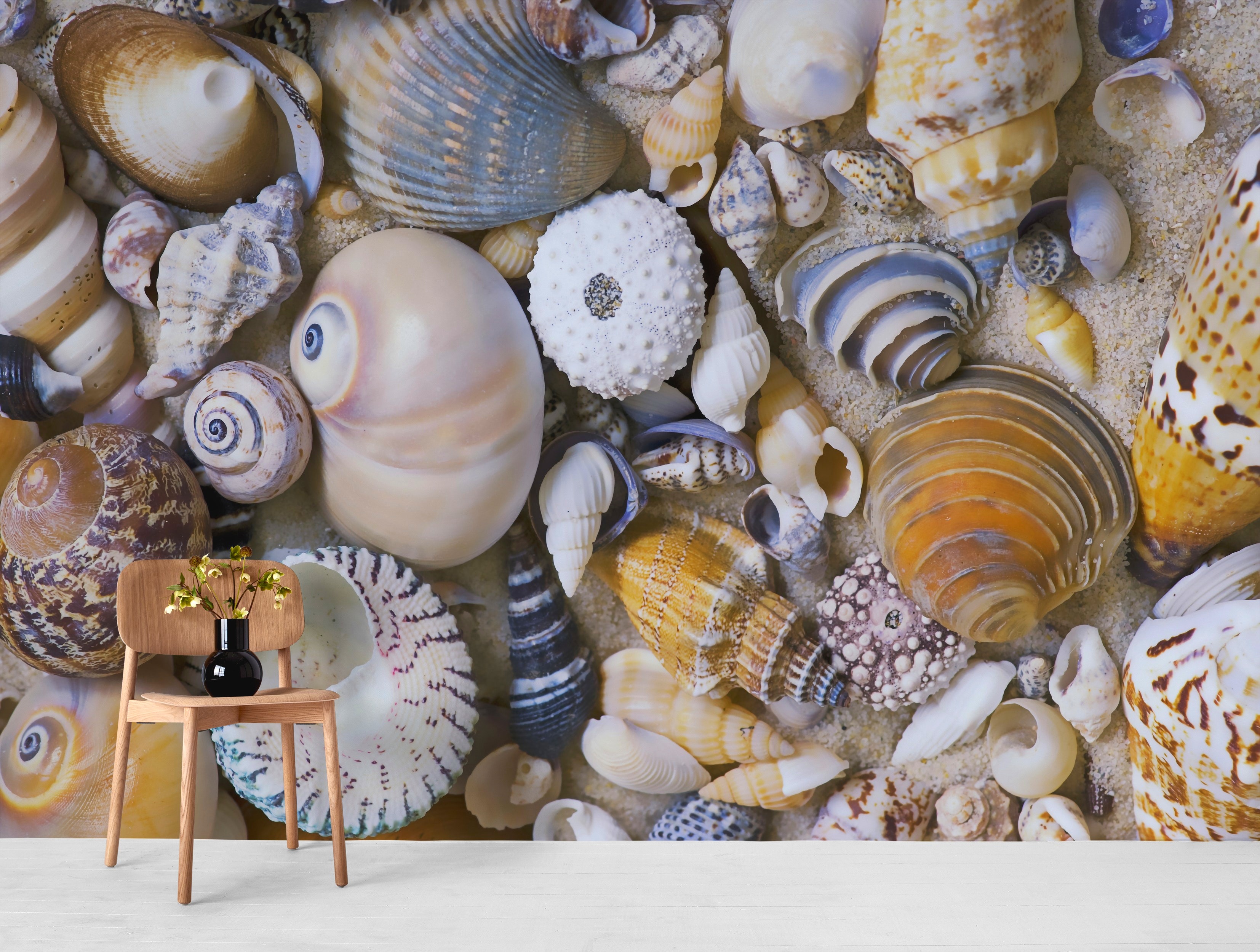 buy sea shell collection wall mural free us shipping at happywall com sea shells collection
