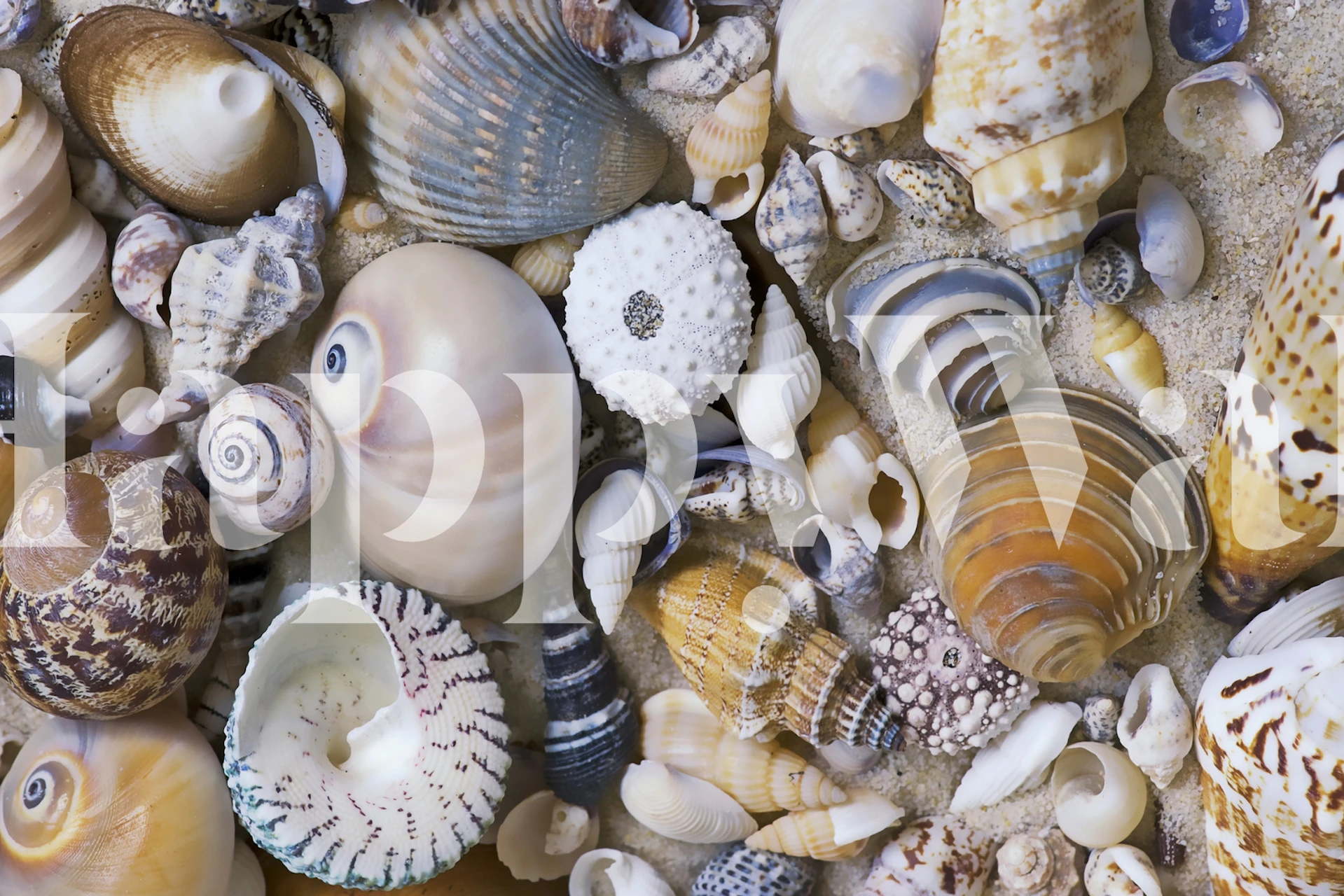 Tapeta Sea Shell Collection v pokoji