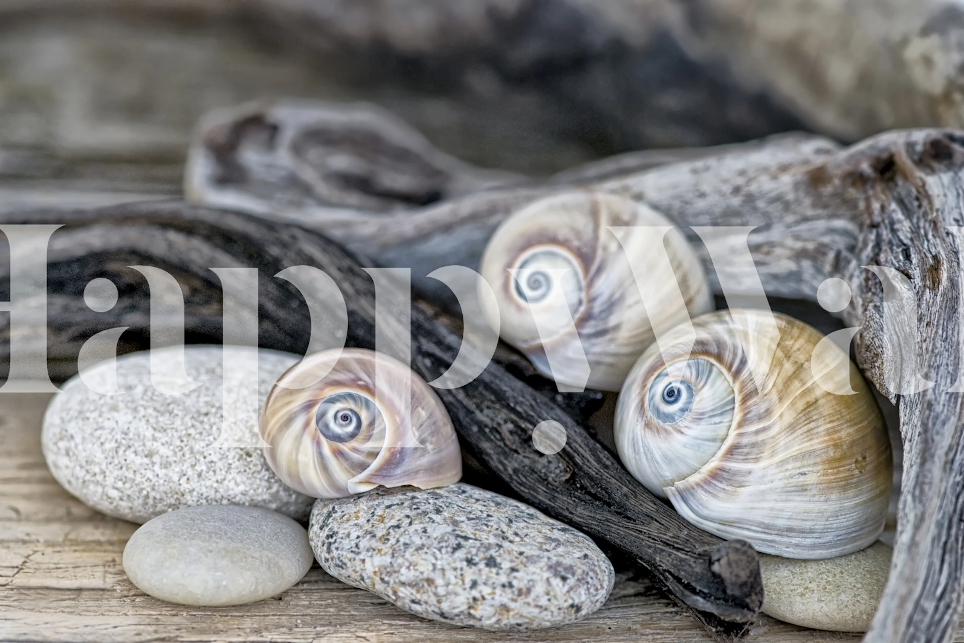 Sharks Eye Shell Still Life Tapete in einem Raum