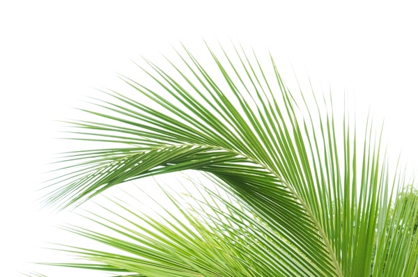 Minimal Palm Leaf Dream 1