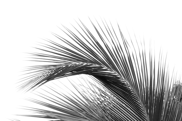 Minimal Palm Leaf Dream 2