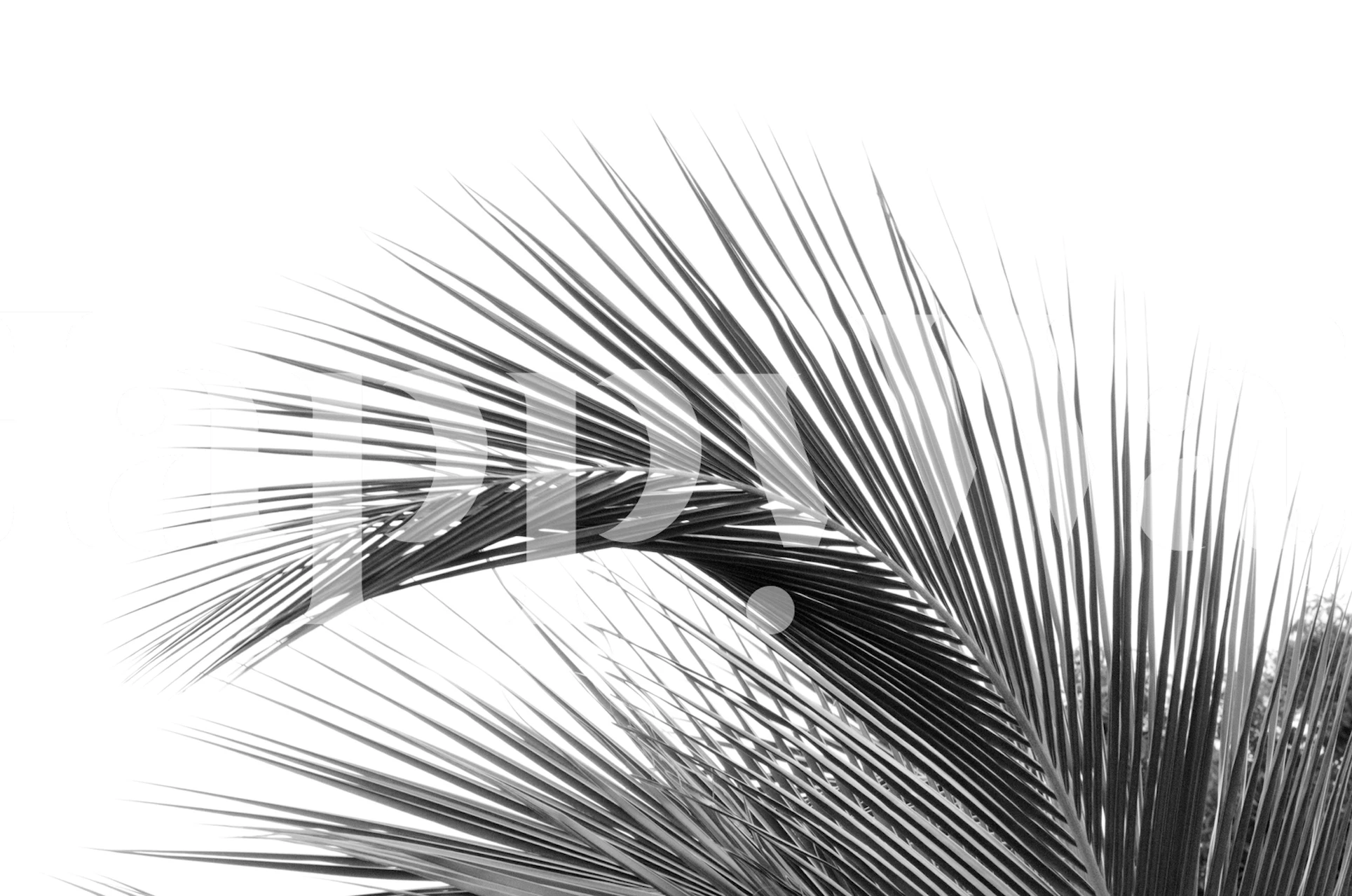 Black palm leaves against a white background wallpaper
