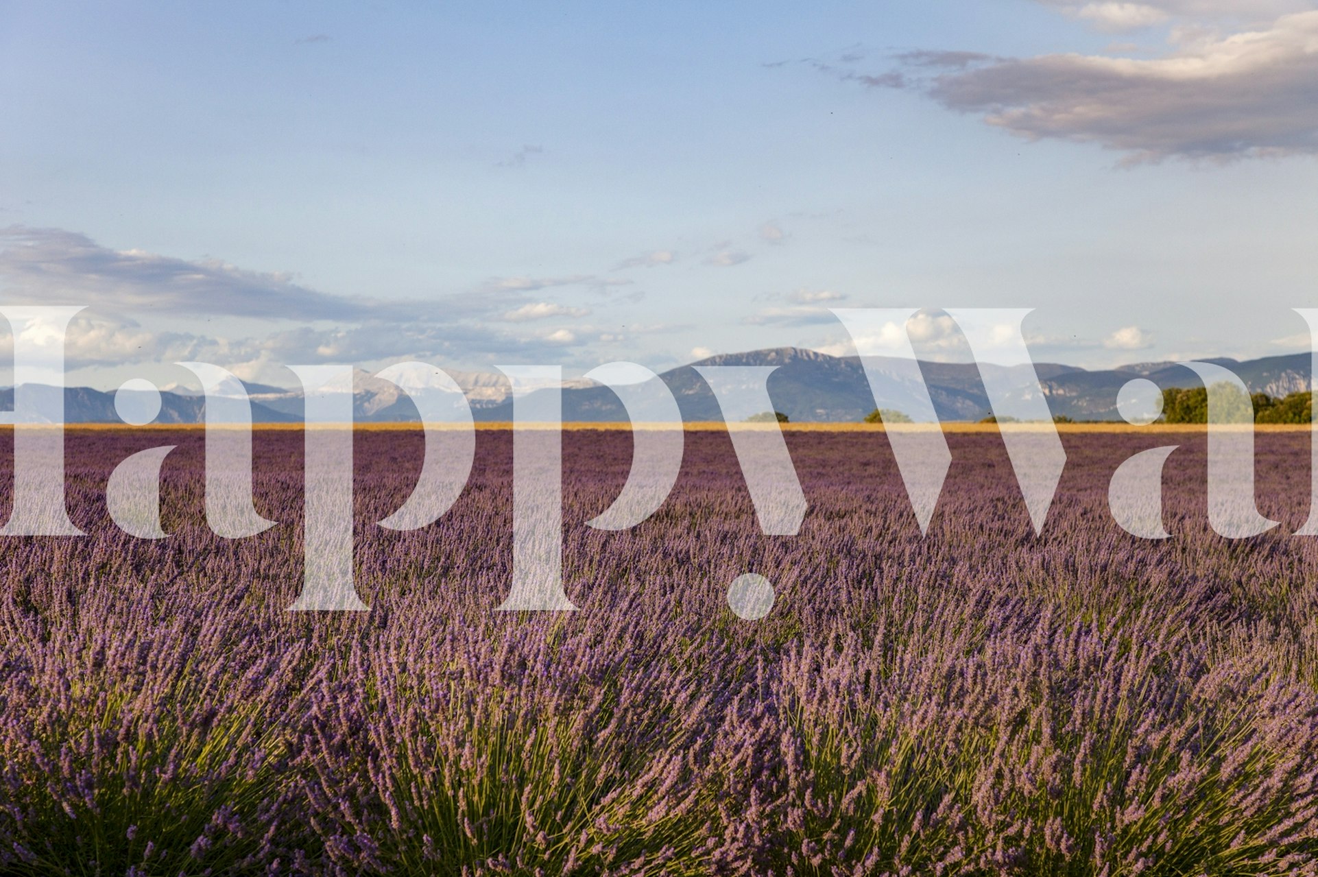 Ταπετσαρία Lavender Fields Provence σε ένα δωμάτιο