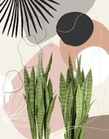 Snake Plant Fan Palm Finesse 1 tapety