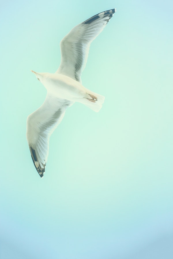 Sea gull