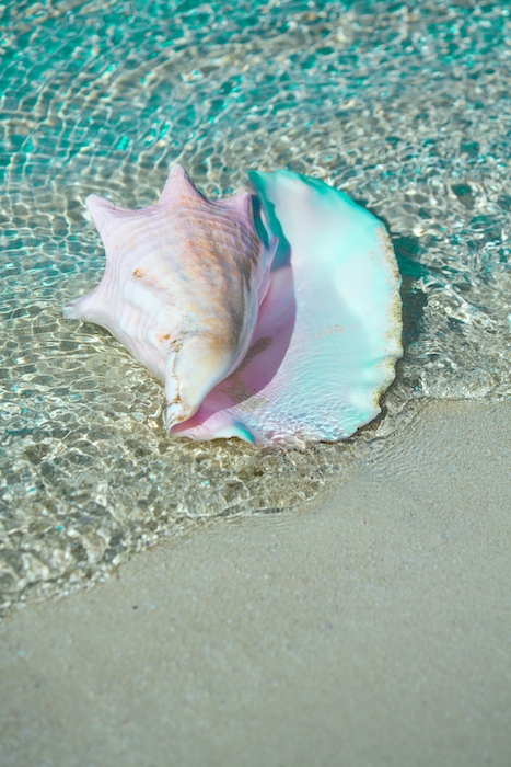 Seashell Wallpaper - Buy Online from Happywall