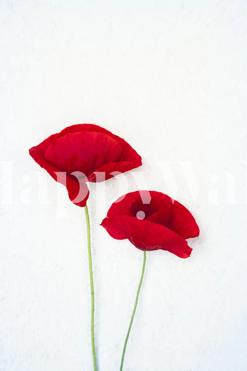 Red Poppies tapetdesign i et rom