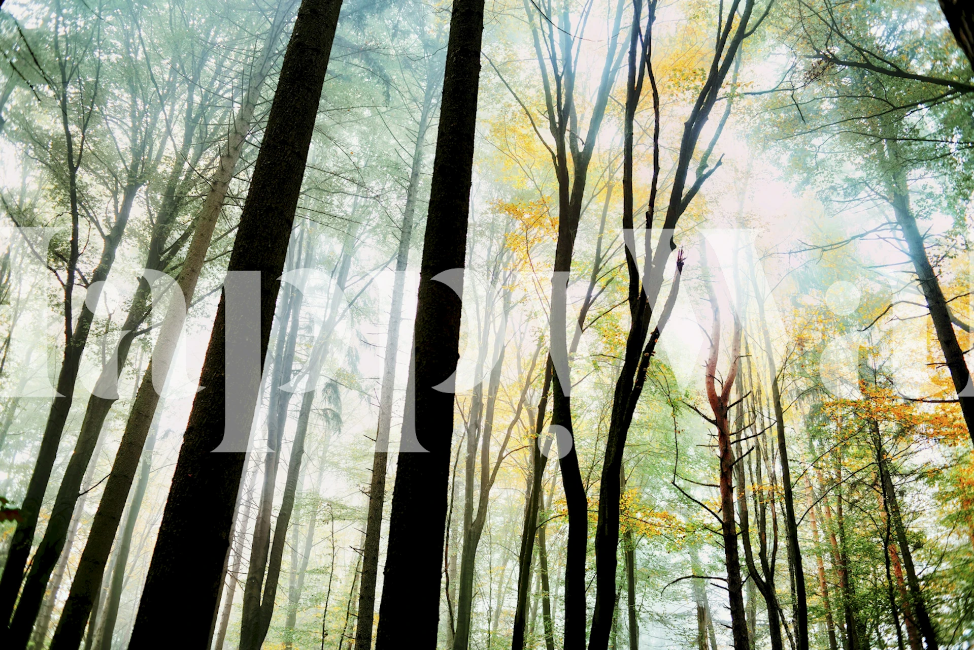 Zlatá lesní nástěnná malba zobrazující vysoké stromy, skrze které filtruje sluneční světlo listoví