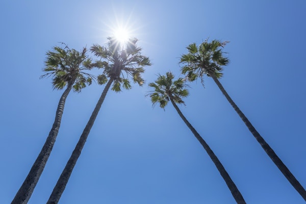 Palm trees with sun