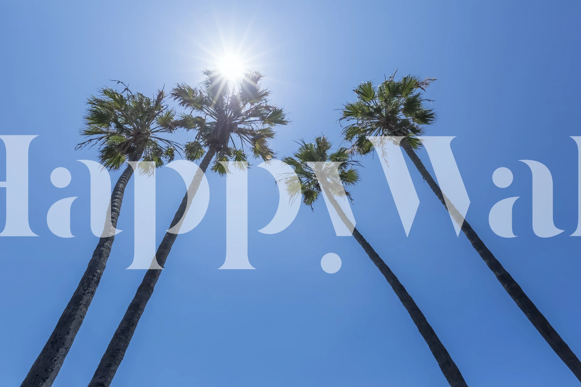 Palm trees with sun wallpaper in a room