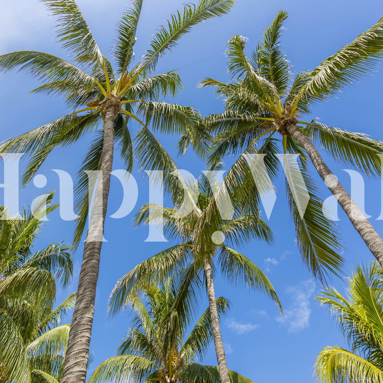 Palm trees against blue sky tropical wallpaper