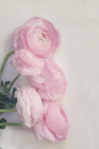 pink peony flower wallpaper