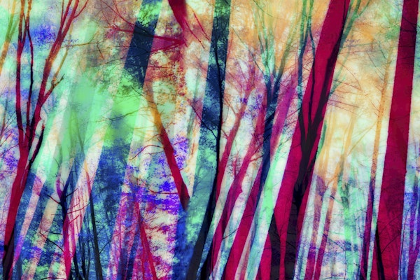 Modern Boho Forest Art