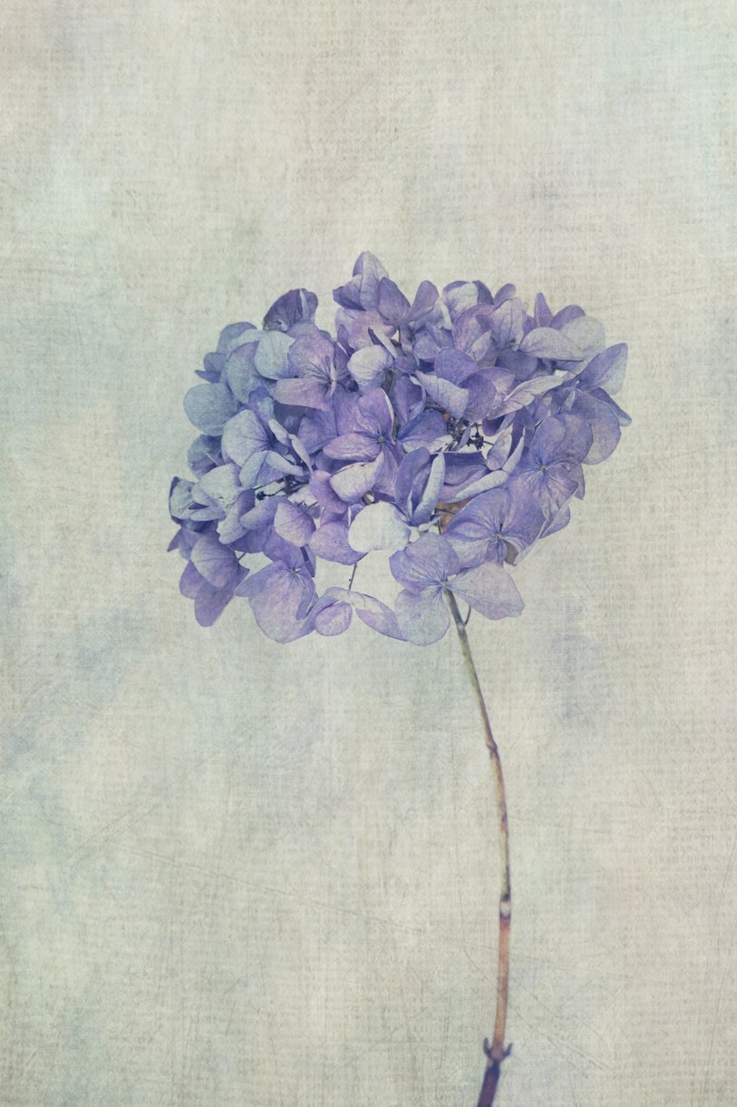 Beautiful Blue Hydrangea wallpaper - Happywall