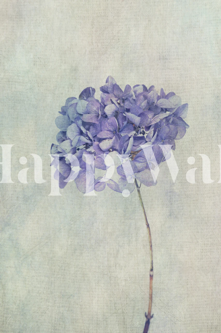 Beautiful Blue Hydrangea tapet i et rum