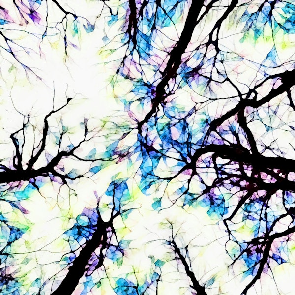 Rainbow Forest Branches