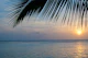 Caribbean Sunset Ocean Palm 1