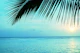 Caribbean Sunset Ocean Palm 2