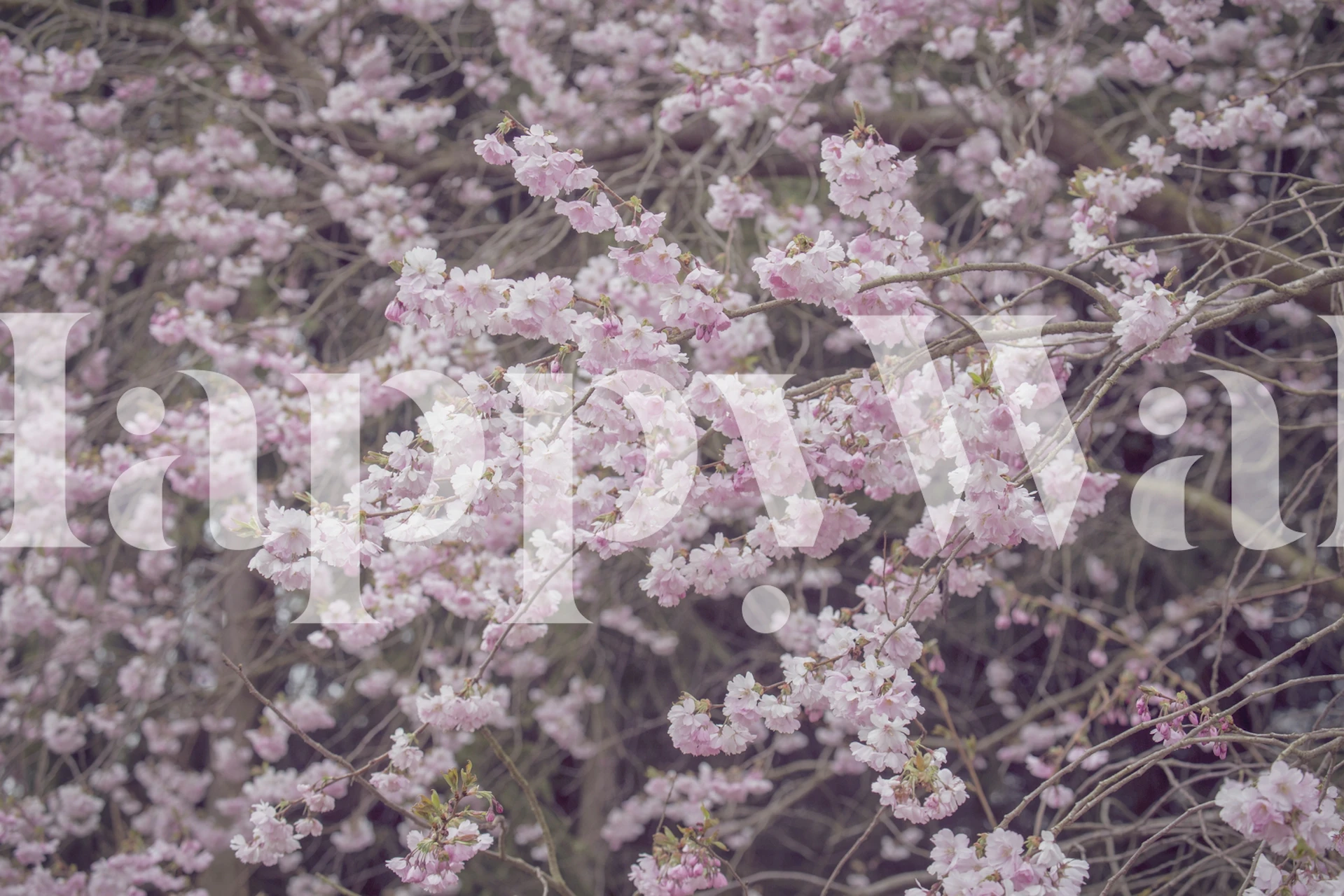 Pink cherry blossom branches on branches wallpaper