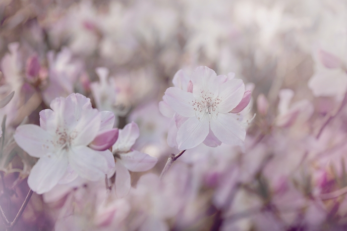 Blooming Pink Spring Flower Wallpaper | Happywall