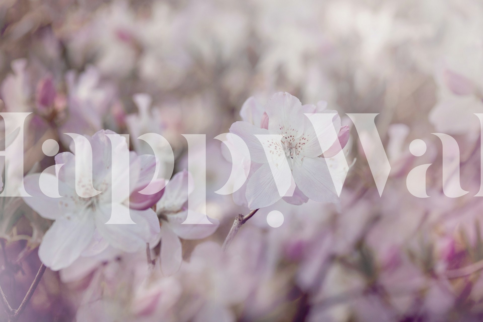 Papel tapiz Blooming Pink Spring Flower en una habitación