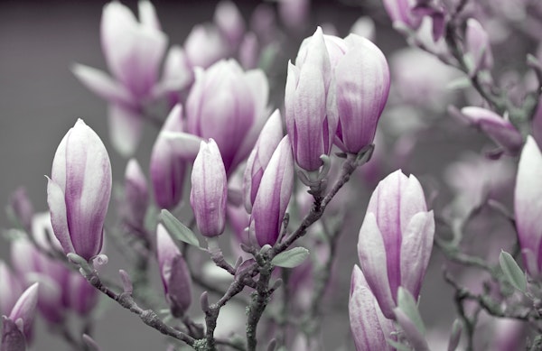 Pink White Magnolia Flowers
