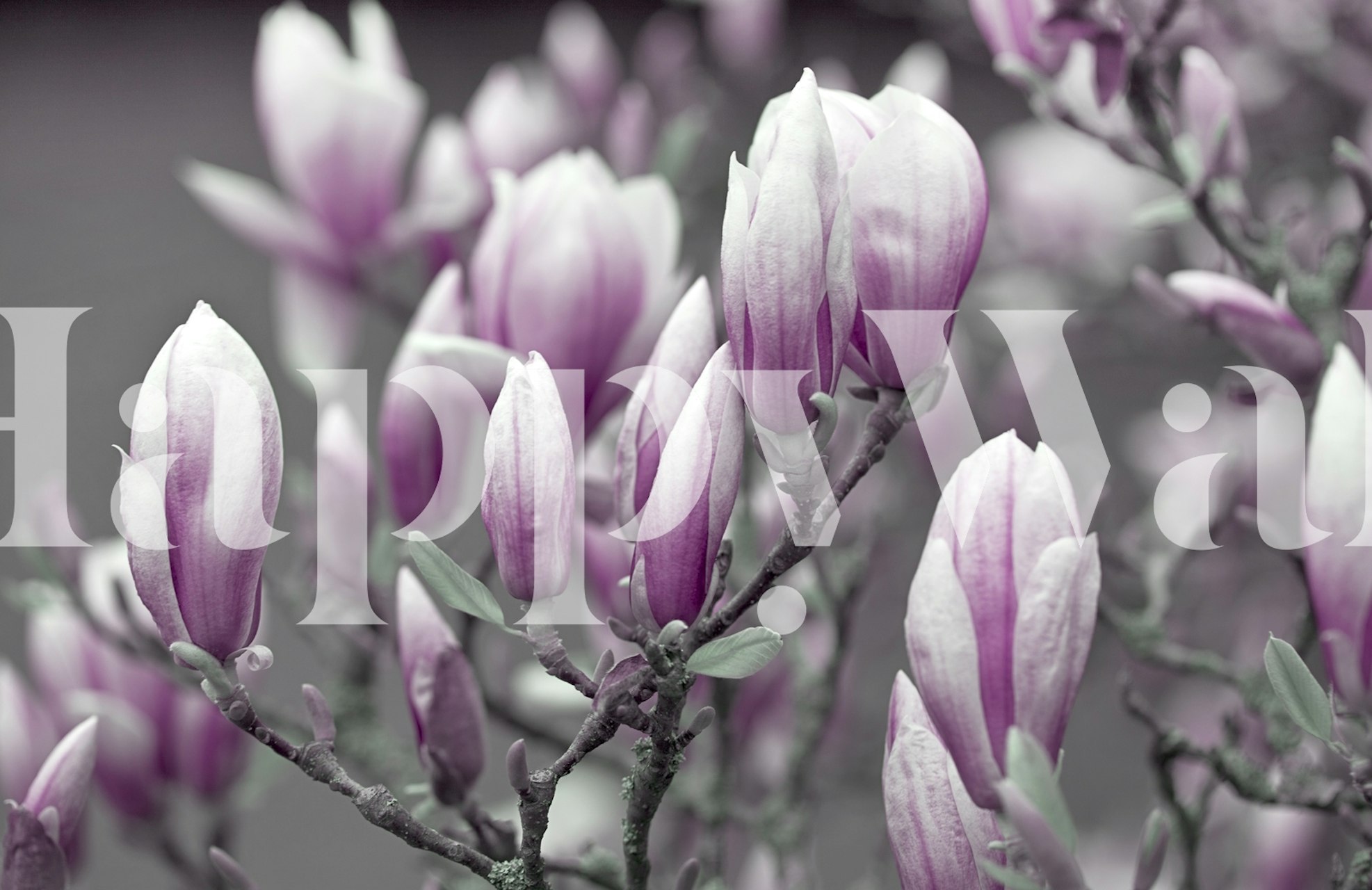 Pink and white magnolia flowers wallpaper