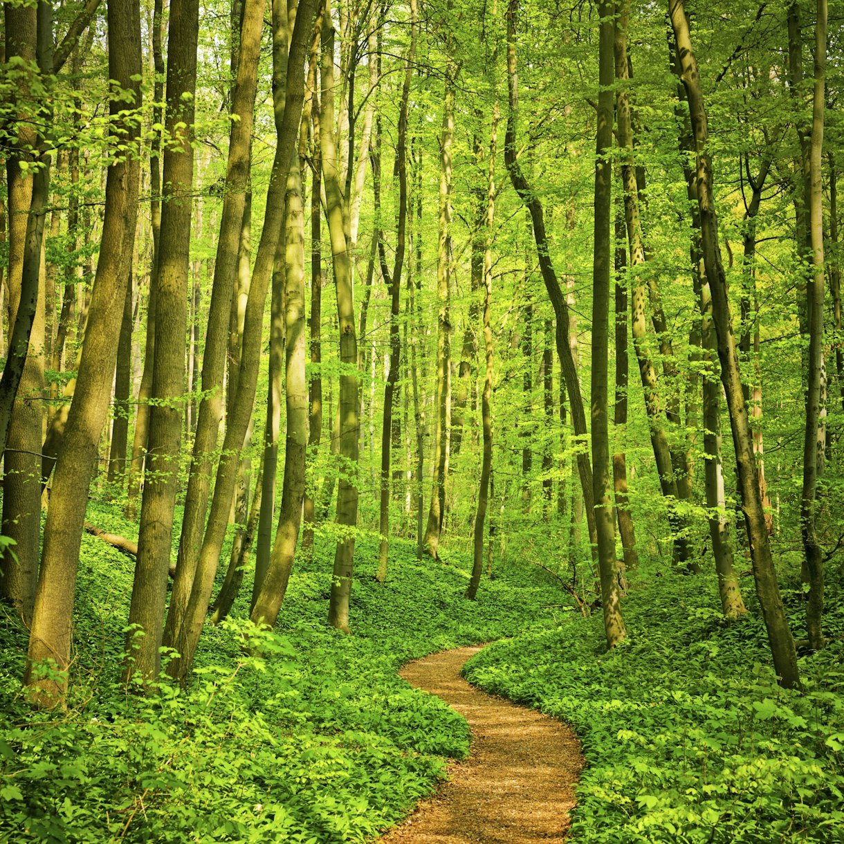 Green Forest Path Wallpaper - Happywall