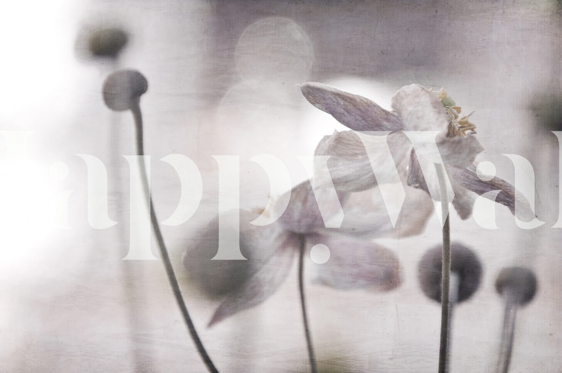 Peinture murale de fleurs fanées éthérées nommée « What Remains » avec une esthétique sereine et tranquille.