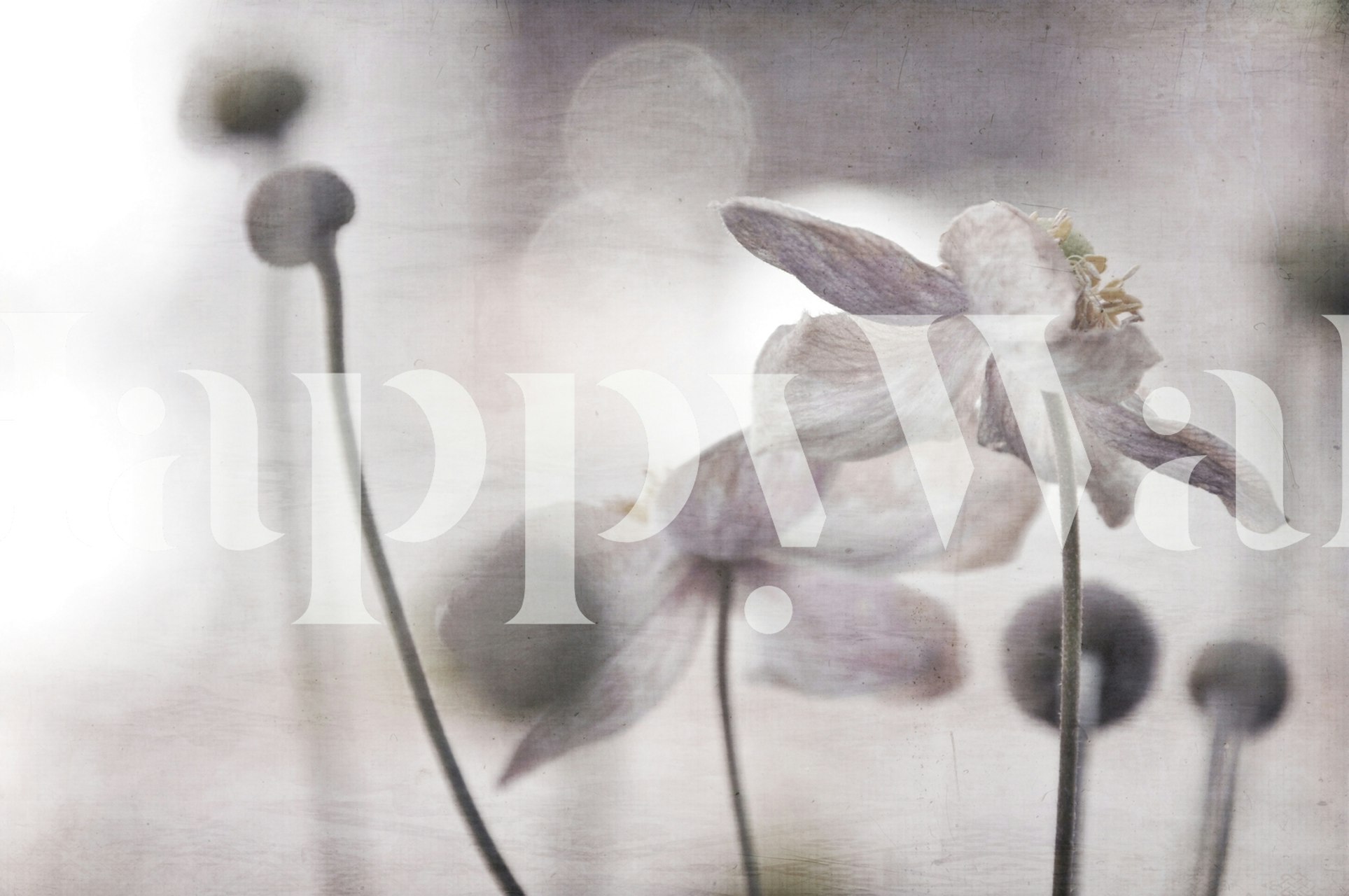 Faded floral design with soft purple and gray tones wallpaper