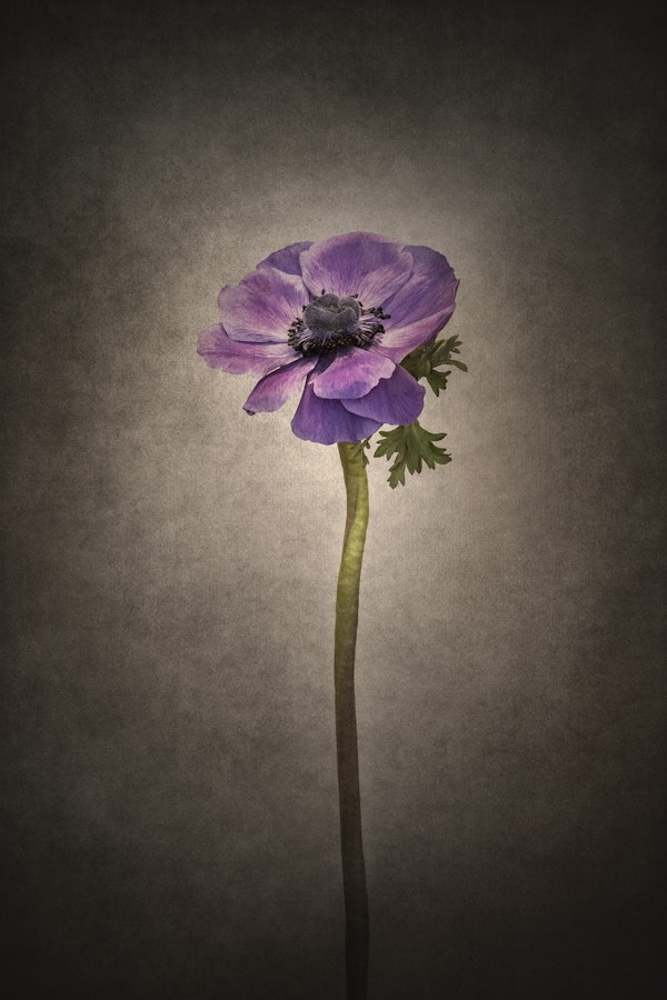 Anemone coronaria vintage