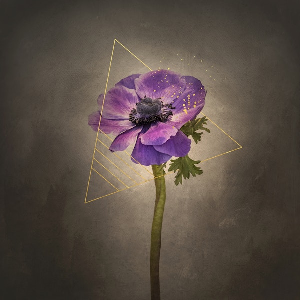 Anemone coronaria vintage gold