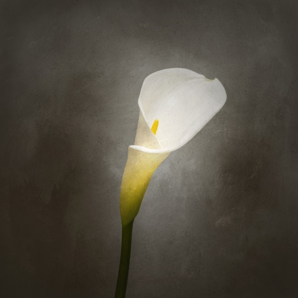 Calla No 3 vintage