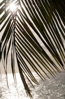 Tropical Sunset Ocean Palm 1 papiers peint