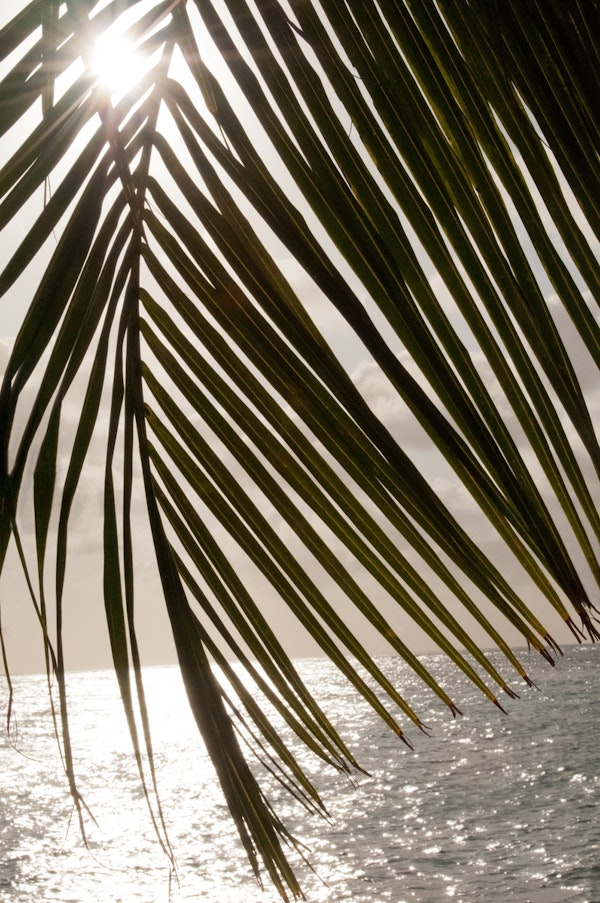 Tropical Sunset Ocean Palm 1