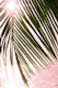 Tropical Sunset Ocean Palm 2