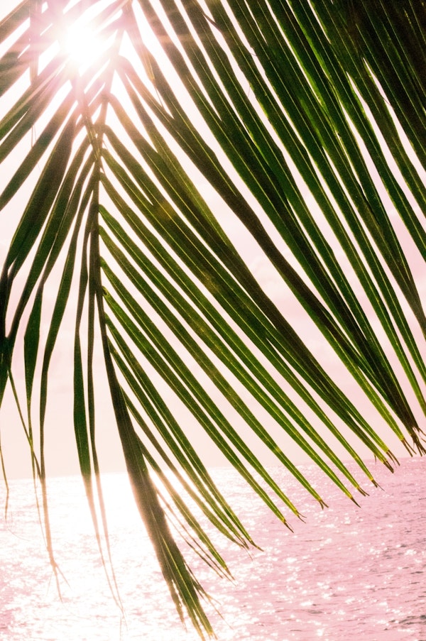 Tropical Sunset Ocean Palm 2