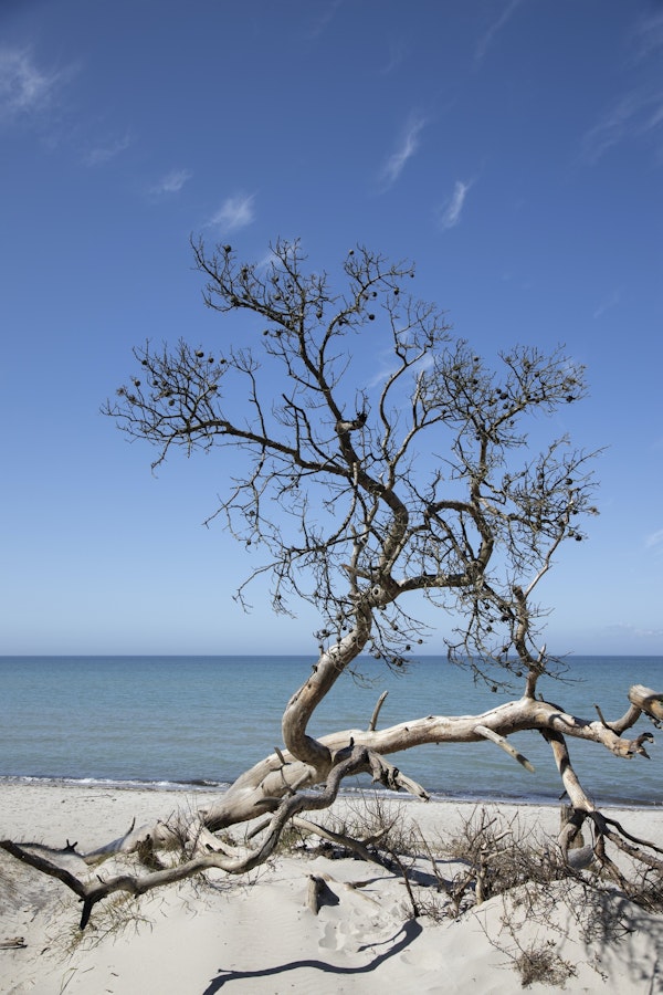 Baltic Sea View With Tree 2