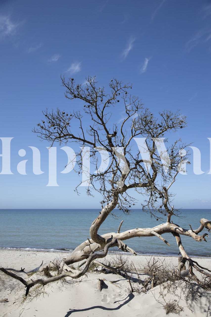 Lone tree on beach with blue ocean and sky wallpaper