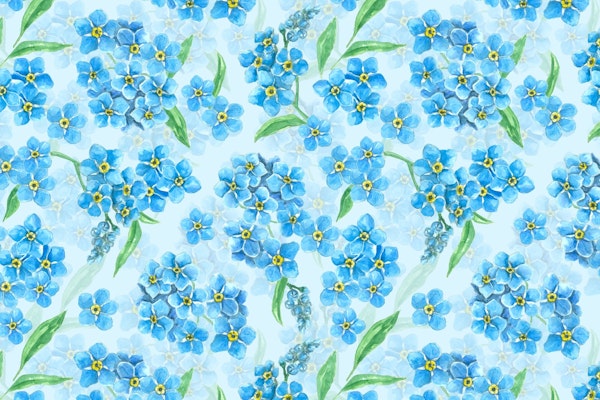 Forget me not flowers 2