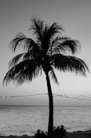 Vivid Palm Tree Dream 1 carta da parati