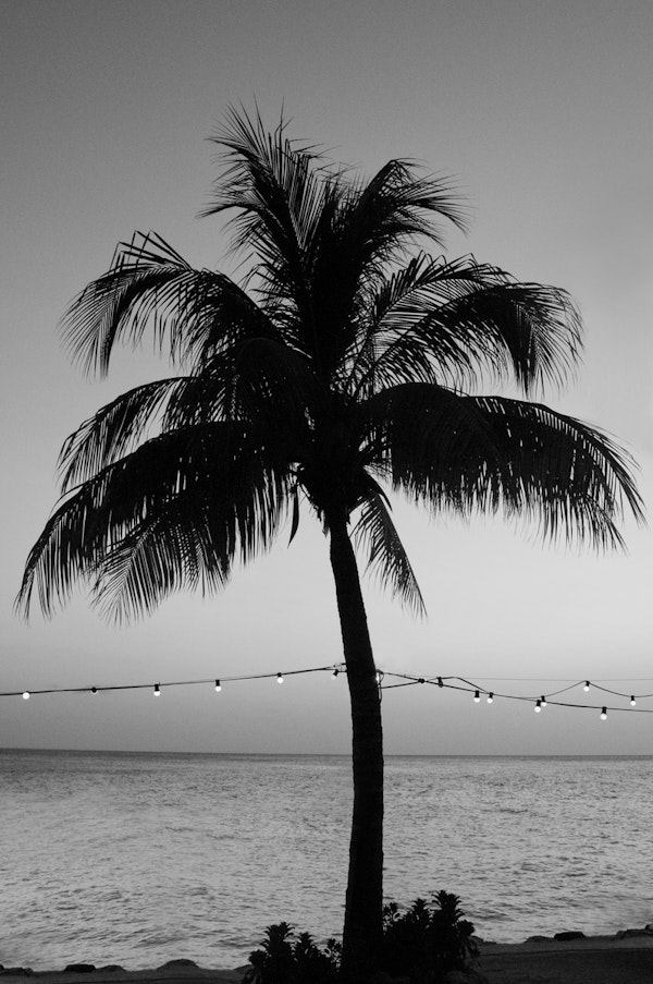 Vivid Palm Tree Dream 1