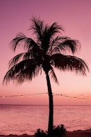 Vivid Palm Tree Dream 2 carta da parati