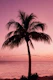 Vivid Palm Tree Dream 2