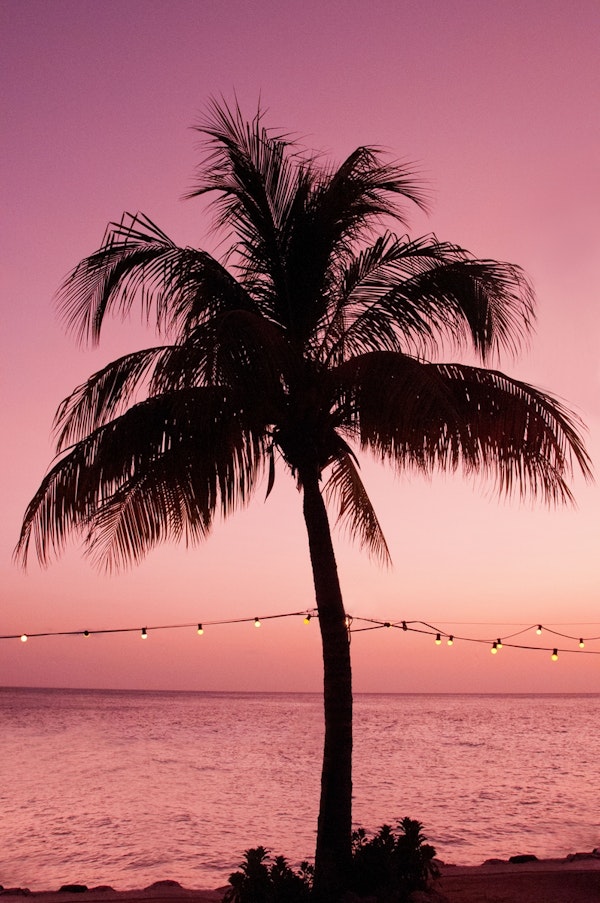 Vivid Palm Tree Dream 2